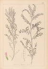 Herbier de la flore française Pl.0487