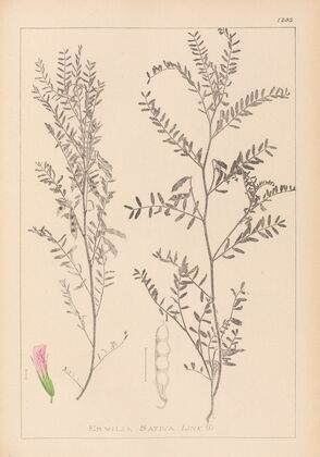 Herbier de la flore française Pl.0487