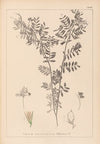 Herbier de la flore française Pl.0488