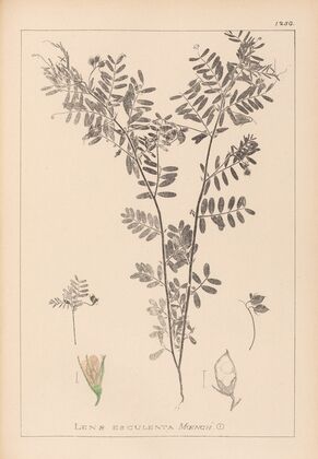 Herbier de la flore française Pl.0488