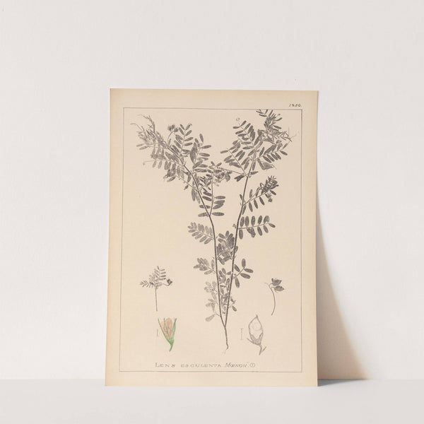 Herbier de la flore française Pl.0488 by Louis Antoine Cusin