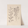 Herbier de la flore française Pl.0490 by Louis Antoine Cusin