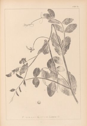 Herbier de la flore française Pl.0494