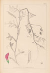 Herbier de la flore française Pl.0495