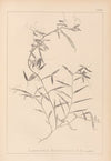 Herbier de la flore française Pl.0496