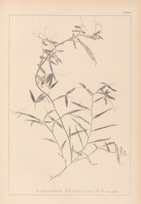 Herbier de la flore française Pl.0496