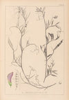Herbier de la flore française Pl.0497