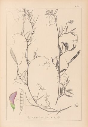 Herbier de la flore française Pl.0497