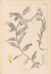 Herbier de la flore française Pl.0498