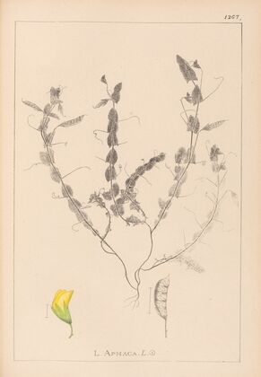 Herbier de la flore française Pl.0499