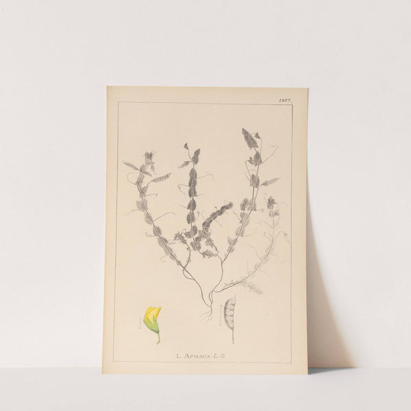 Herbier de la flore française Pl.0499 by Louis Antoine Cusin