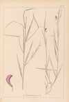 Herbier de la flore française Pl.0500