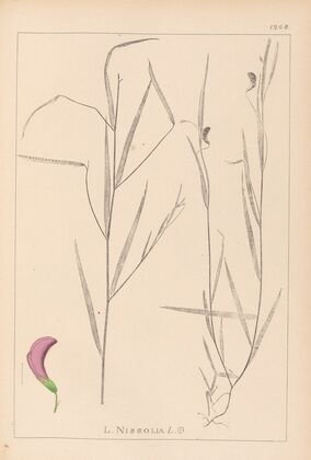 Herbier de la flore française Pl.0500