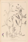Herbier de la flore française Pl.0501