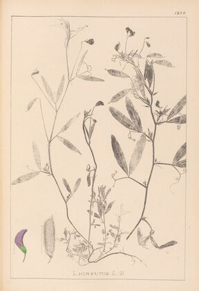 Herbier de la flore française Pl.0501