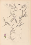 Herbier de la flore française Pl.0502