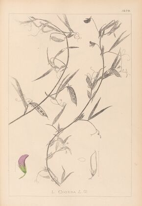 Herbier de la flore française Pl.0502