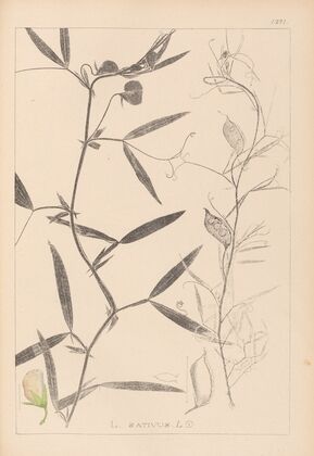 Herbier de la flore française Pl.0503