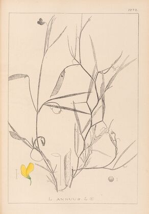 Herbier de la flore française Pl.0504