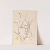 Herbier de la flore française Pl.0504 by Louis Antoine Cusin