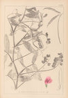 Herbier de la flore française Pl.0506