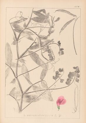 Herbier de la flore française Pl.0506