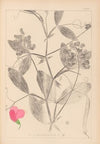 Herbier de la flore française Pl.0507