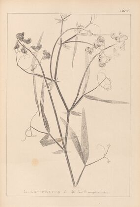 Herbier de la flore française Pl.0508