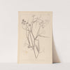 Herbier de la flore française Pl.0508 by Louis Antoine Cusin