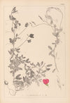 Herbier de la flore française Pl.0510