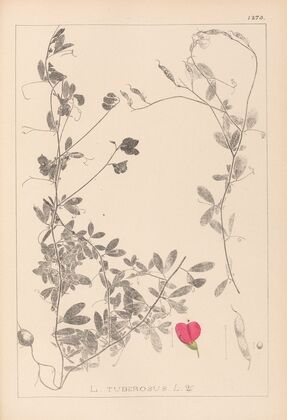 Herbier de la flore française Pl.0510