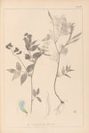 Herbier de la flore française Pl.0511