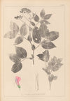 Herbier de la flore française Pl.0512