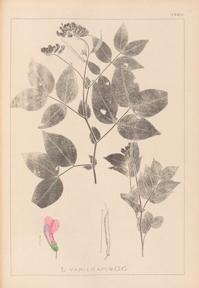 Herbier de la flore française Pl.0512