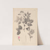 Herbier de la flore française Pl.0512 by Louis Antoine Cusin
