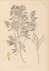 Herbier de la flore française Pl.0513