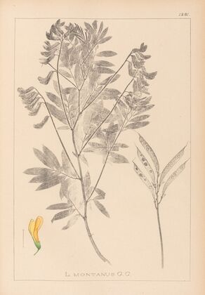 Herbier de la flore française Pl.0513