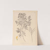 Herbier de la flore française Pl.0513 by Louis Antoine Cusin