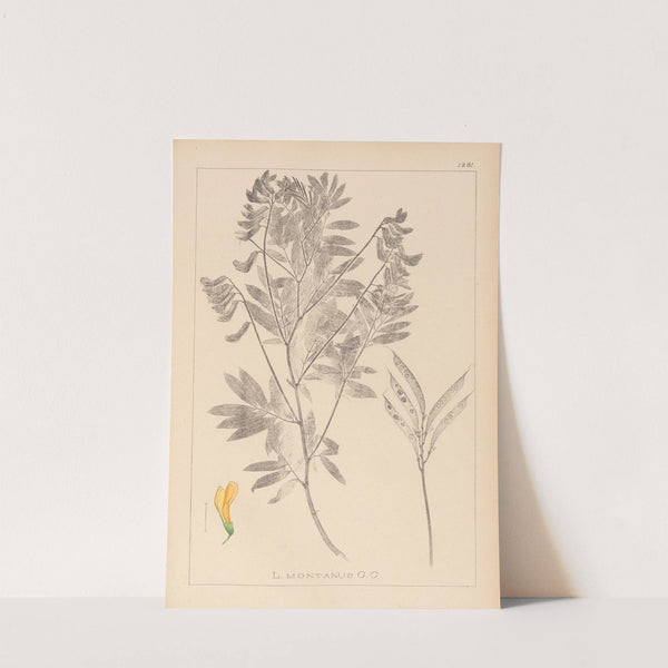 Herbier de la flore française Pl.0513 by Louis Antoine Cusin
