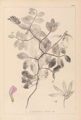 Herbier de la flore française Pl.0514