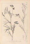 Herbier de la flore française Pl.0516