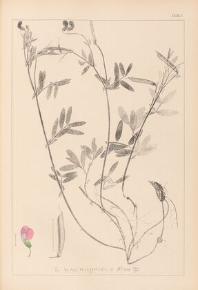 Herbier de la flore française Pl.0517