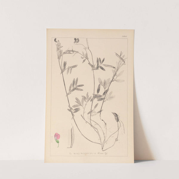 Herbier de la flore française Pl.0517 by Louis Antoine Cusin