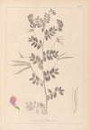 Herbier de la flore française Pl.0519