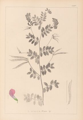 Herbier de la flore française Pl.0519