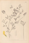 Herbier de la flore française Pl.0520