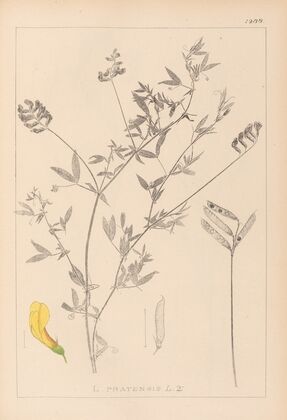 Herbier de la flore française Pl.0520