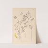 Herbier de la flore française Pl.0520 by Louis Antoine Cusin
