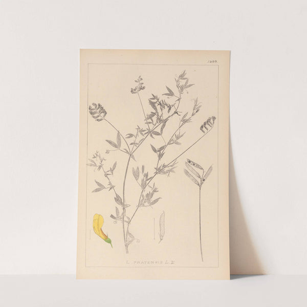 Herbier de la flore française Pl.0520 by Louis Antoine Cusin