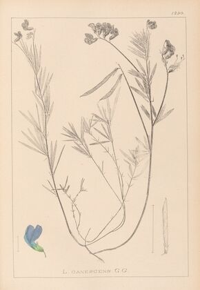 Herbier de la flore française Pl.0522